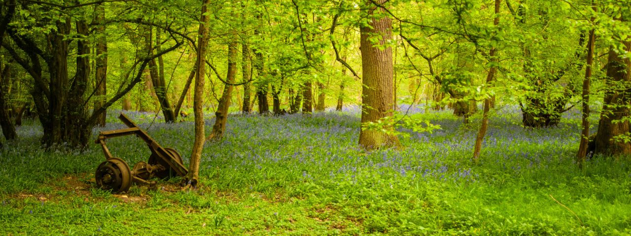 Heartwood Forest | St Albans | England | Großbritannien