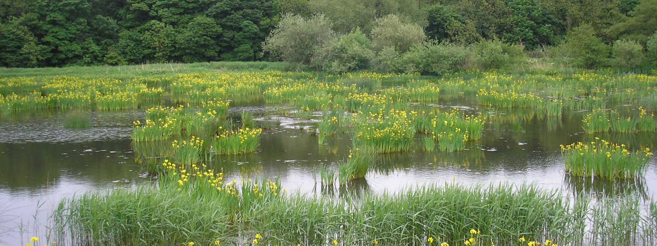 Rodley Nature Reserve | Leeds | Angleterre | Royaume Uni