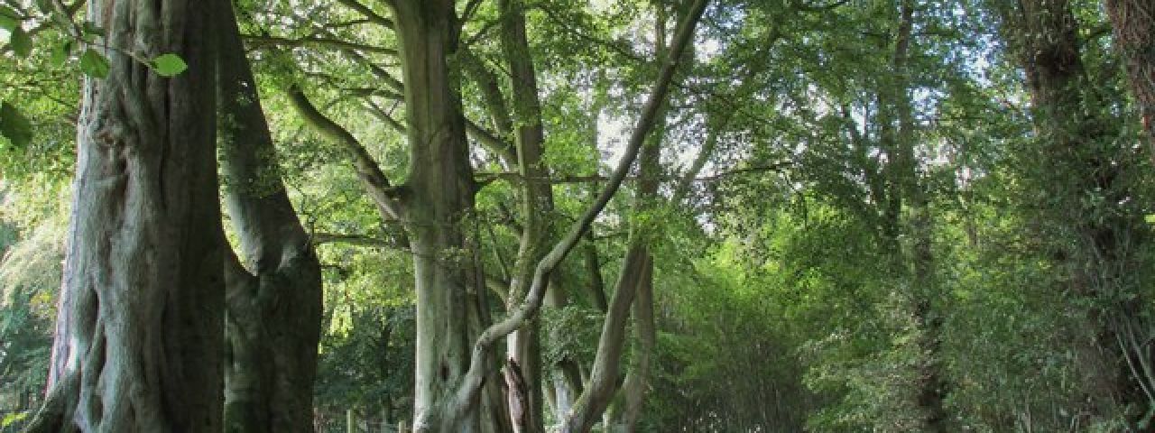 Talkin Tarn Country Park | Brampton | Angleterre | Royaume Uni