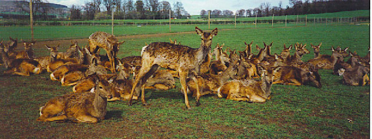 The Scottish Deer Centre | Cupar | Scotland | Royaume Uni